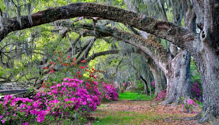 Msgi-charleston-savannah-multisport-8